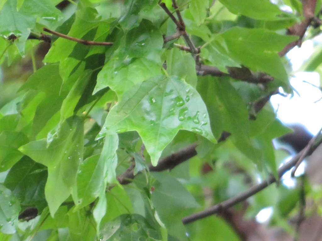 Acer buergerianum - council-listed tree