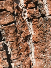 Trentepohlia umbrina