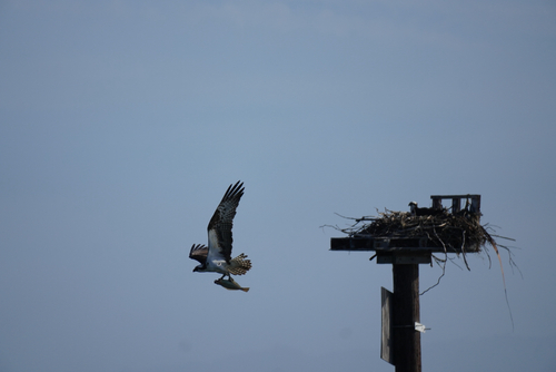 iNaturalist image