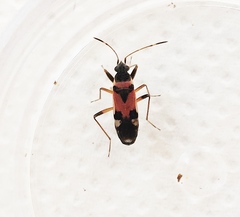 Beosus quadripunctatus