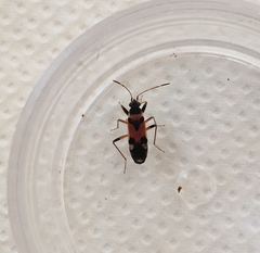 Beosus quadripunctatus