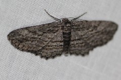 Psilosticha loxoschema