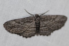 Psilosticha loxoschema