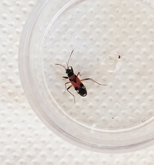 Beosus quadripunctatus