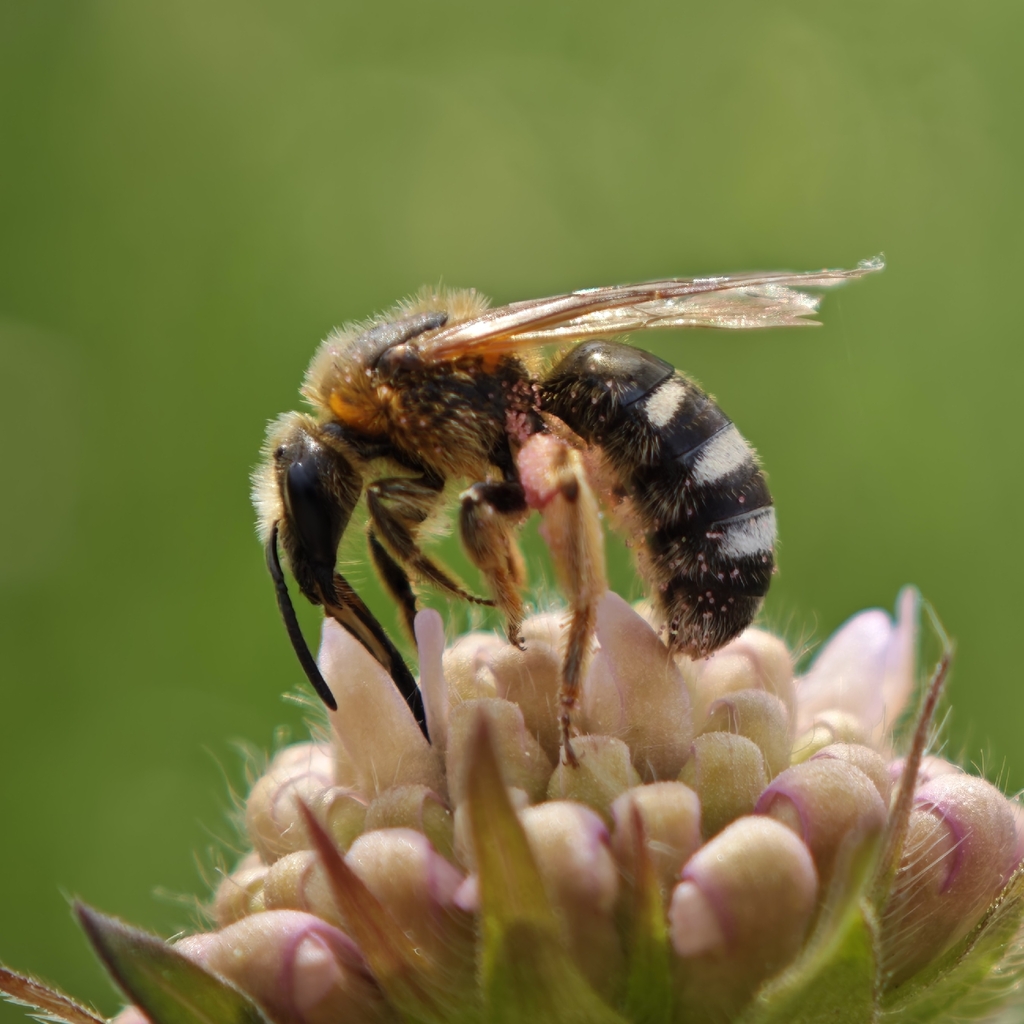 Orange-footed Furrow Bee