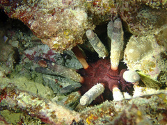 Phyllacanthus imperialis