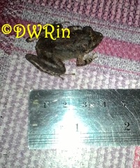 Limnonectes microdiscus