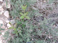 Santolina chamaecyparissus