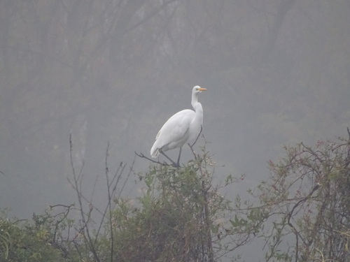 iNaturalist image