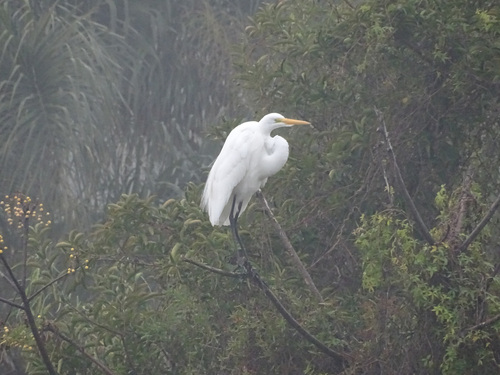 iNaturalist image
