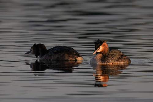 iNaturalist image