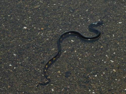 Hydrophis platurus