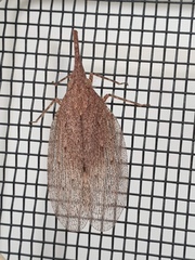 Rentinus dilatatus
