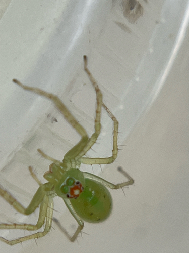 Magnolia Green Jumping Spider