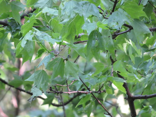 Acer buergerianum