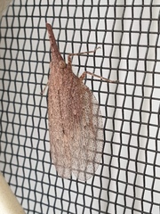 Rentinus dilatatus