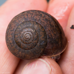Helminthoglypta cypreophila
