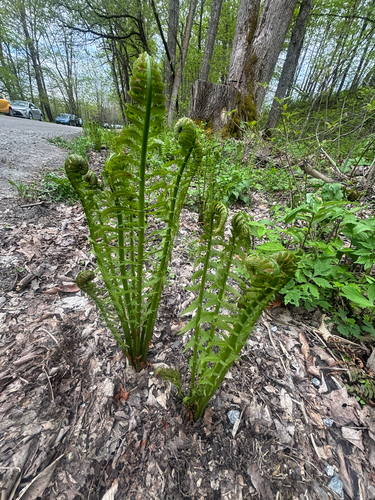 Ostrich Fern