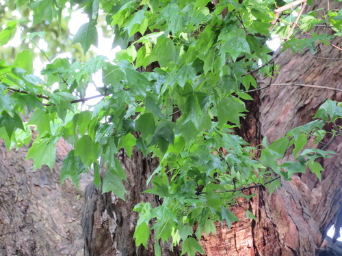 Acer buergerianum