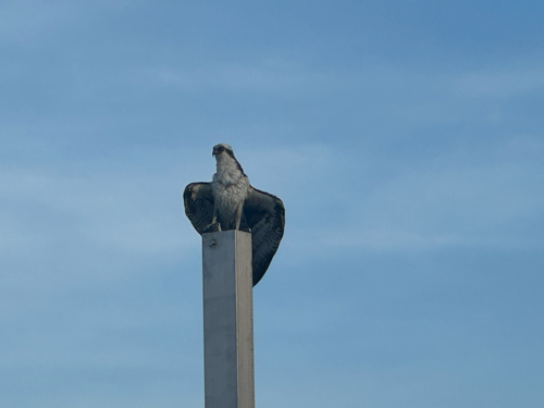 iNaturalist image