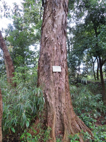 Acer buergerianum