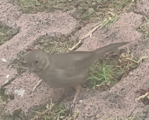Canyon Towhee