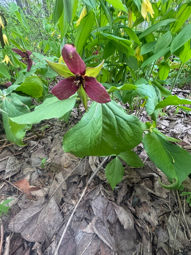red trillium