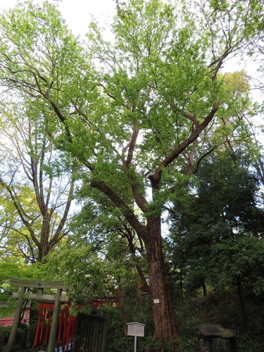 Acer buergerianum