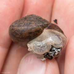 Helminthoglypta cypreophila