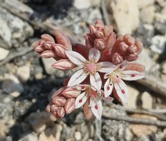 Sedum rubens