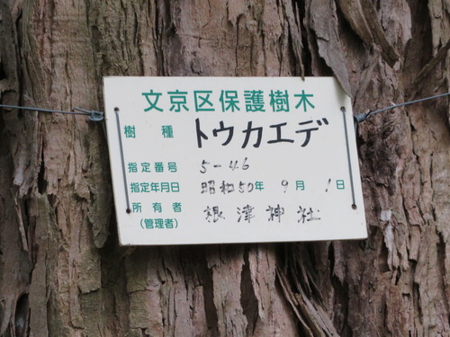 Acer buergerianum