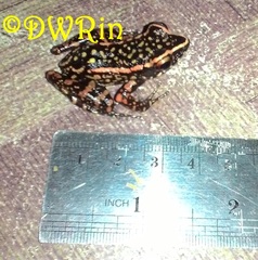 Pulchrana