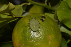Biprorulus bibax