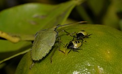 Biprorulus bibax