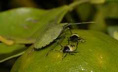 Biprorulus bibax