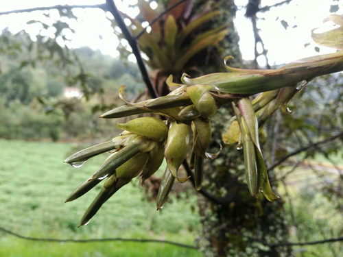 Tillandsia biflora, photograph 2