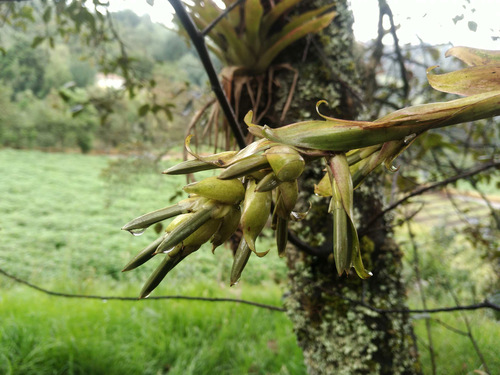 Tillandsia biflora, photograph 3