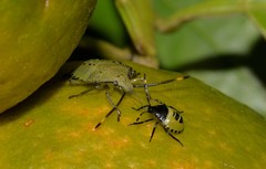 Biprorulus bibax