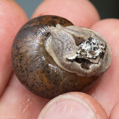 Helminthoglypta cypreophila