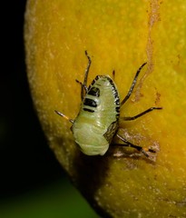 Biprorulus bibax