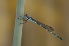 Austrolestes minjerriba