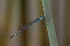Austrolestes minjerriba