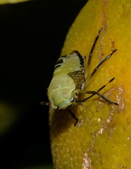 Biprorulus bibax