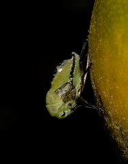 Biprorulus bibax