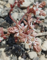 Sedum rubens