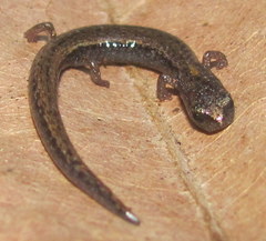 Batrachoseps luciae