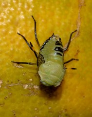 Biprorulus bibax