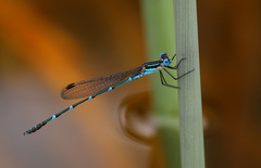 Austrolestes minjerriba