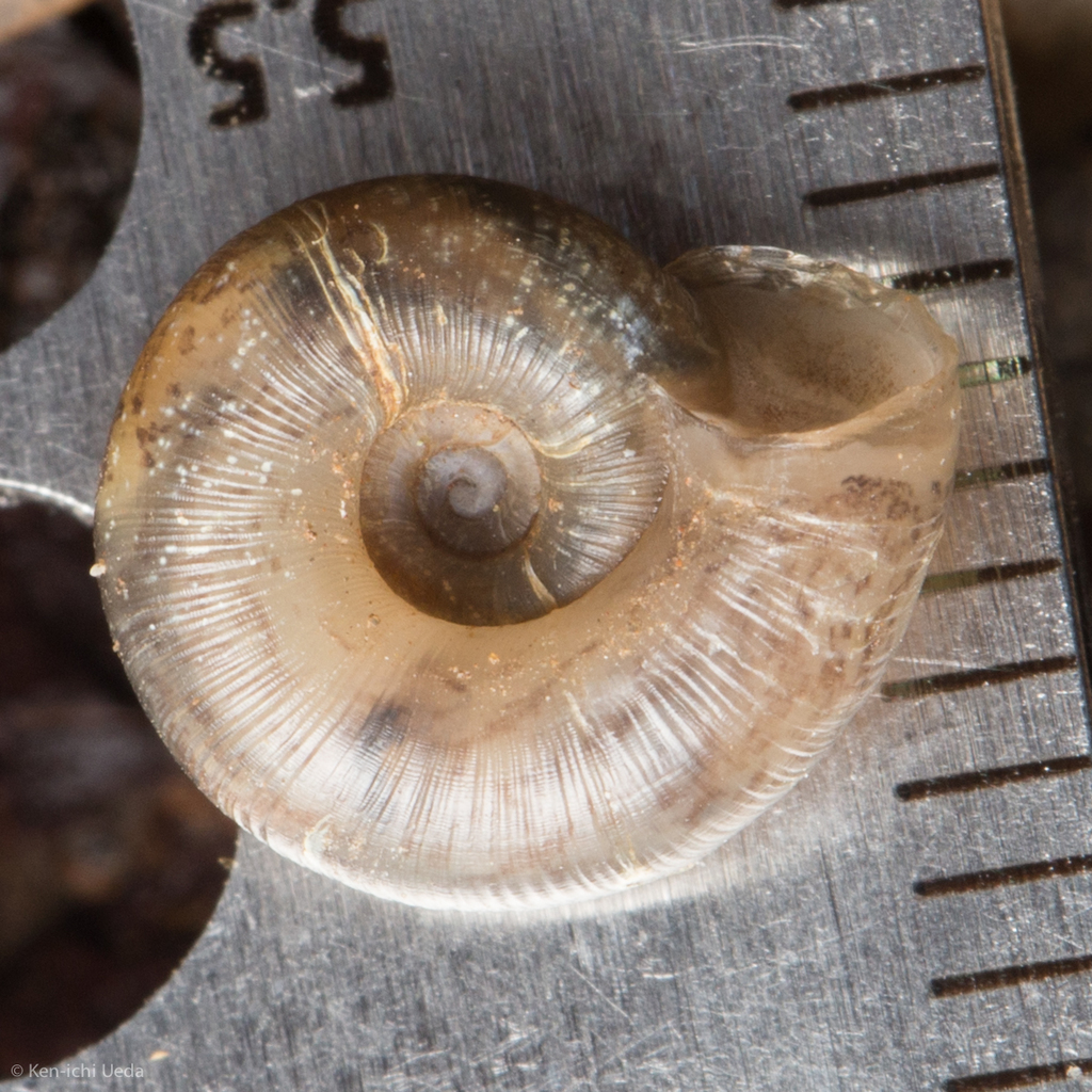 Mokelumne lancetooth