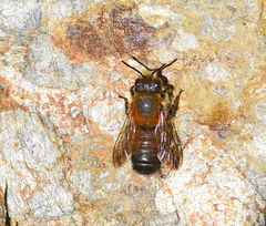 Megachile parietina